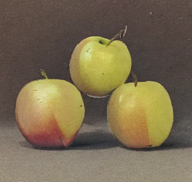 Ashmead Kernel apples