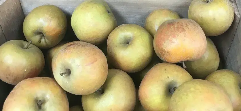 Ashmead Kernel apples