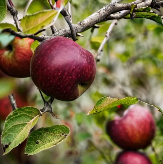 Black Twig Apples