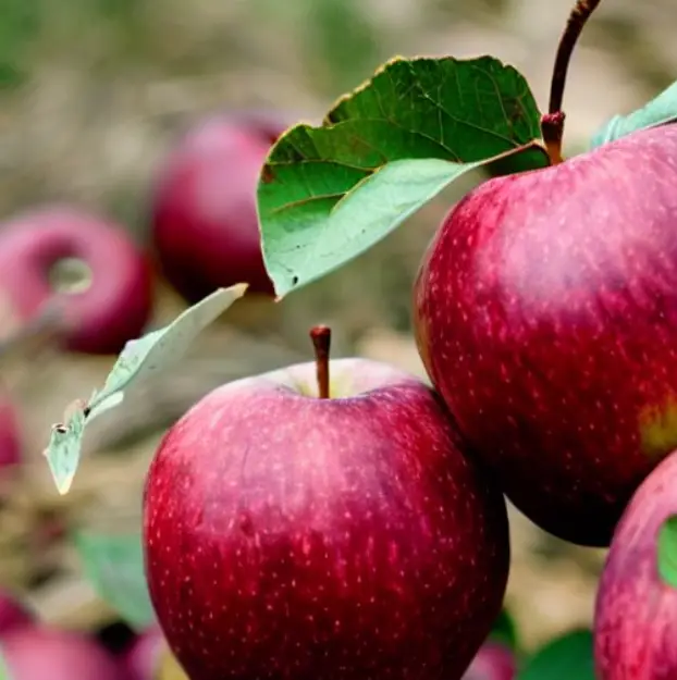 Black Twig Apples