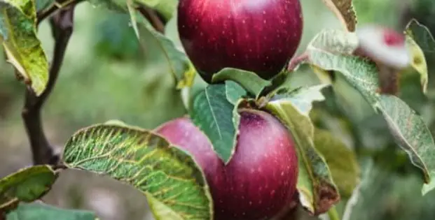 Black Twig Apples