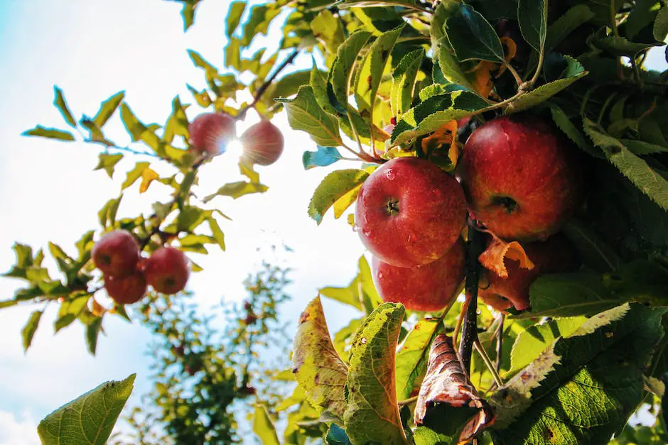 Image of a beautiful Ein Shemer Apple Tree with lush green leaves and ripe yellow apples hanging from its branches.