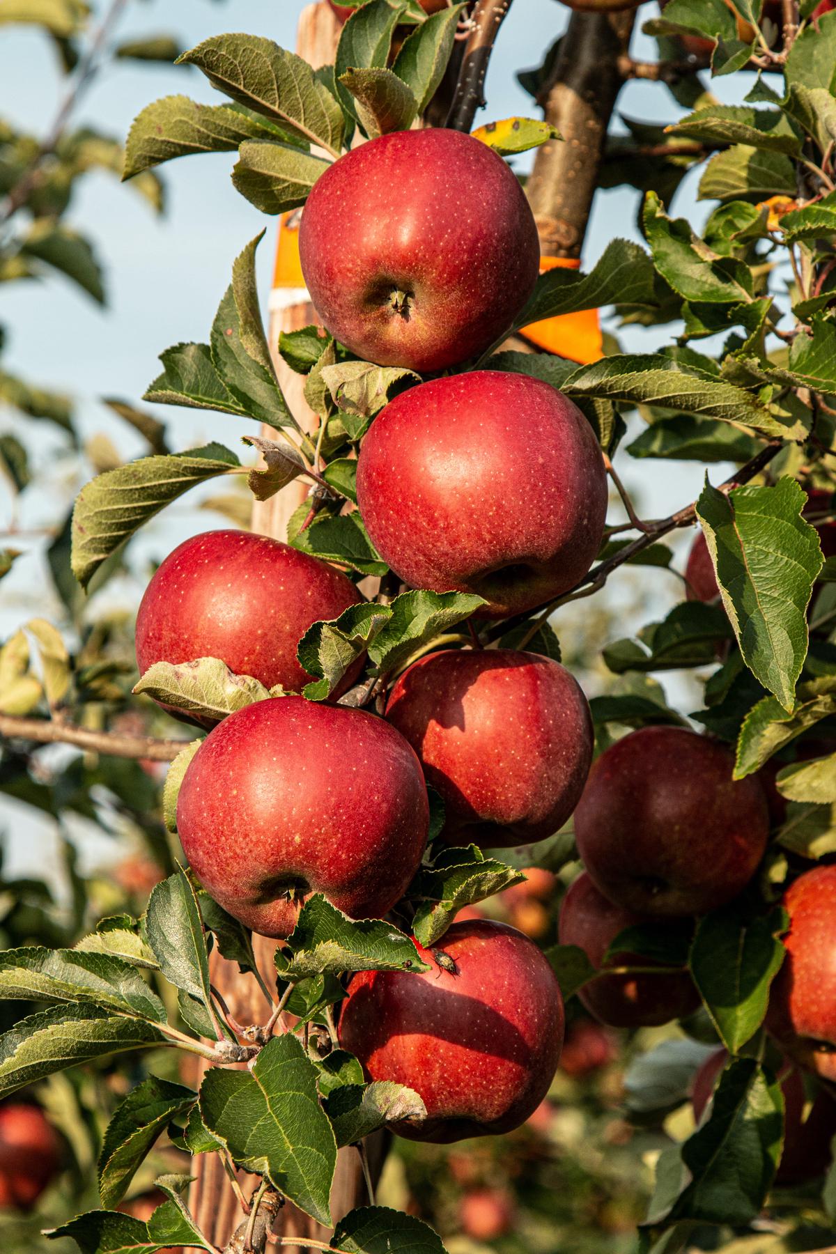 Genetically modified (GM) apples with extended shelf life and altered physical and chemical characteristics