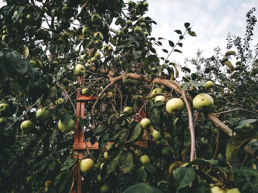 A person picking apples from a tree using a ladder.