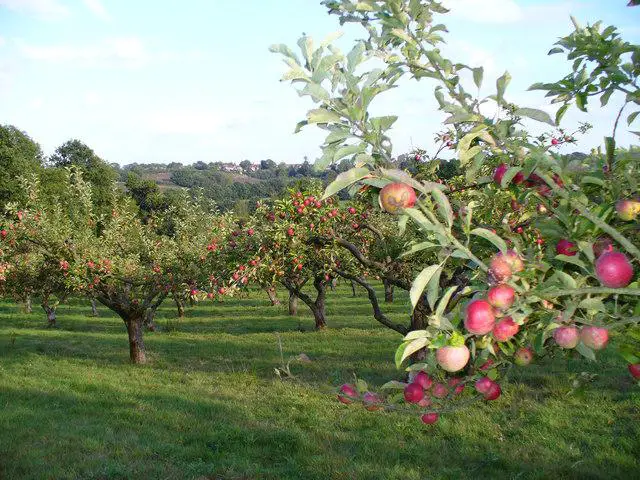 A small town surrounded by apple orchards with various apple-related businesses