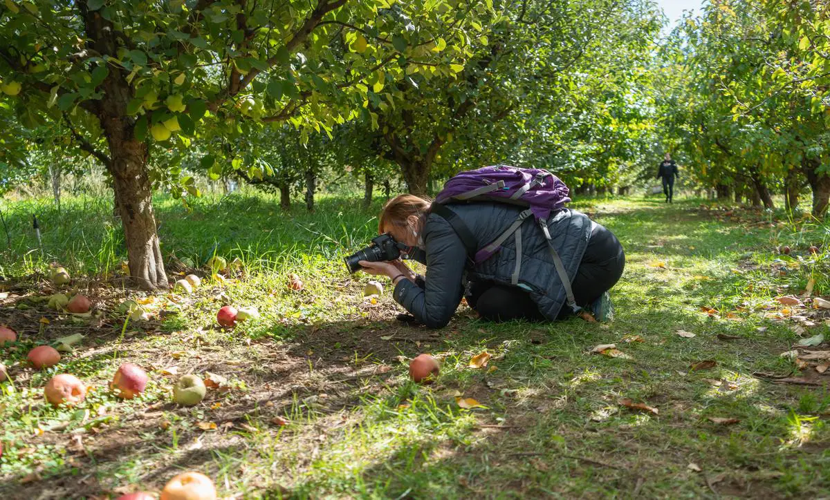 A group of people standing in an apple orchard on a sunny day, looking towards a large apple tree in the distance.