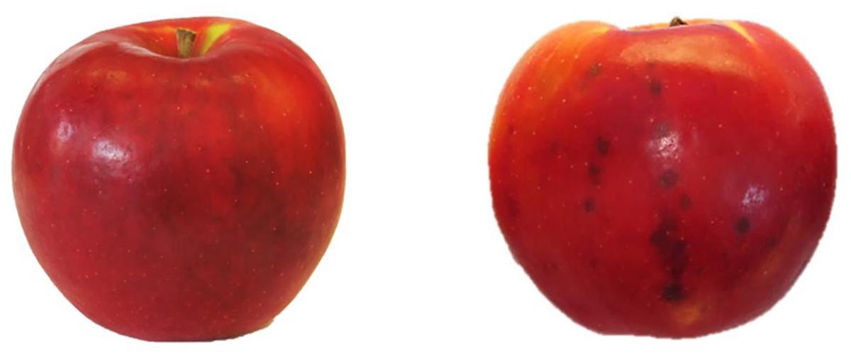 A split image showing various challenges in apple production including weather damage, pests, and market fluctuations