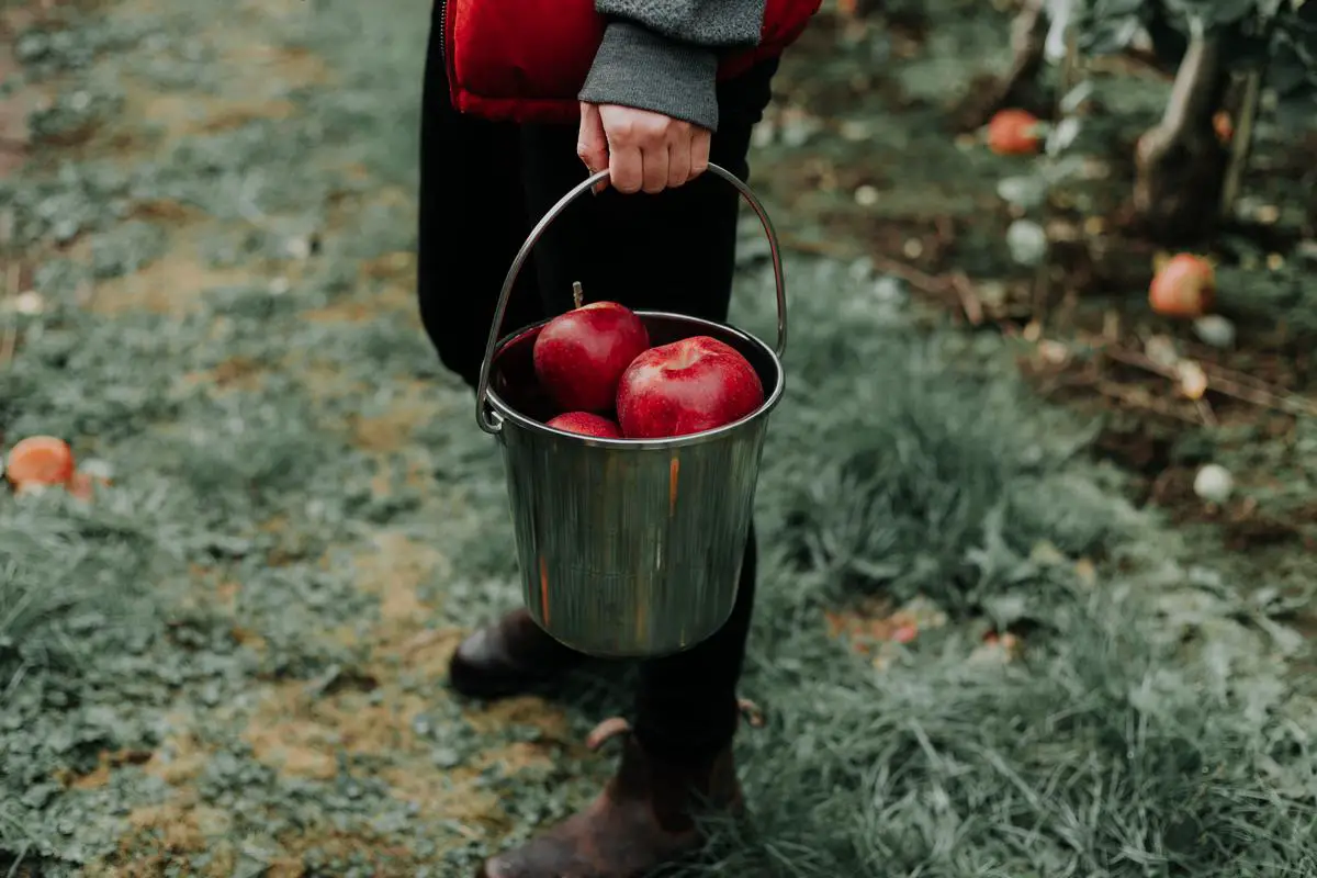 An image of a person picking apples from a tree in a farm during autumn.
