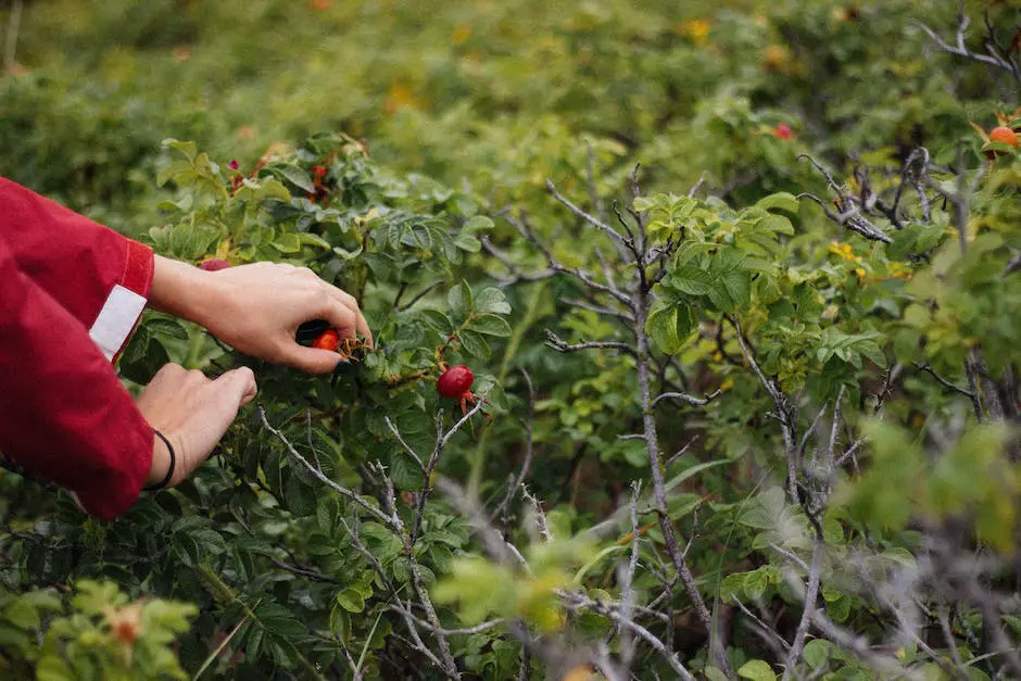 A person reaching up to pick an apple from a tree during a sunny day in an orchard