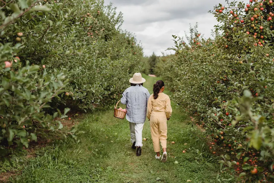A couple standing in an apple orchard picking apples together.