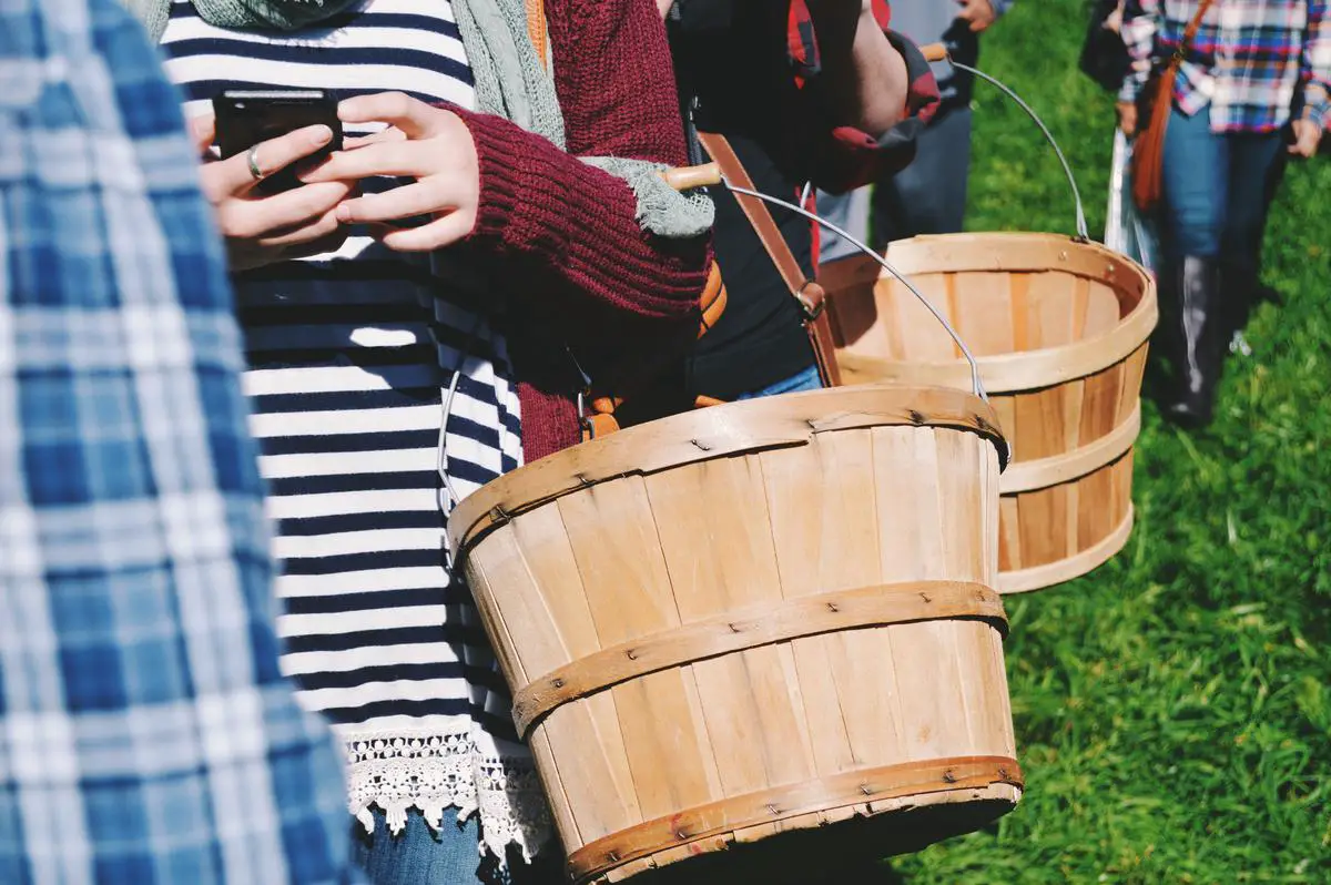 Two people standing in an apple orchard with apple-filled baskets, smiling at each other.