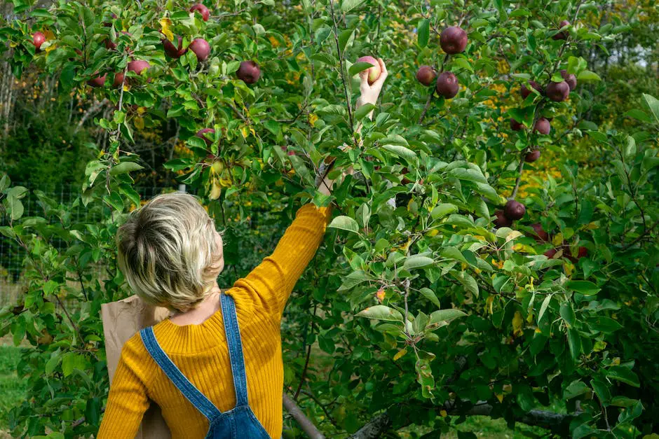 A picture of a person in a field, picking apples from branches with green and red apples.