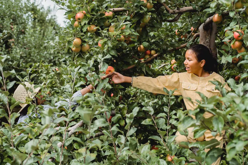 Image of people picking apples in a field on a sunny day.