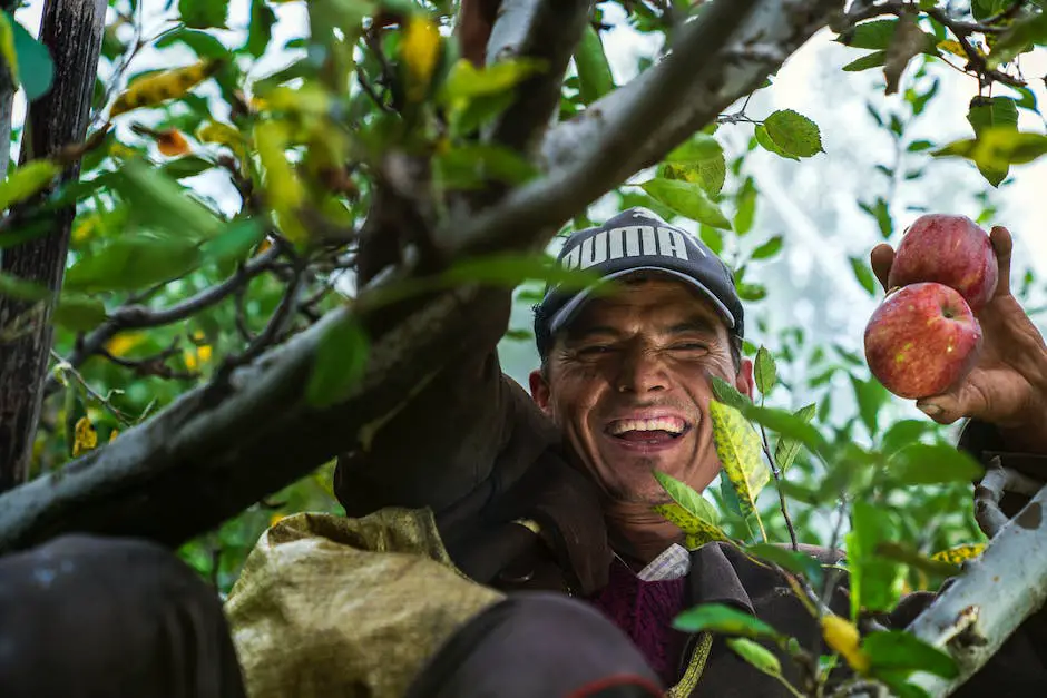 A person reaching to pick an apple from a tree with a beautiful orchard in the background