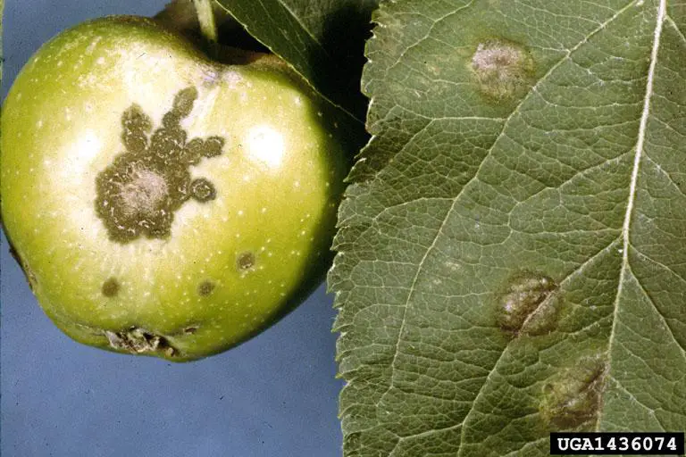 Close-up photograph of an apple infected with apple scab, showing dark, scaly lesions on the fruit's skin