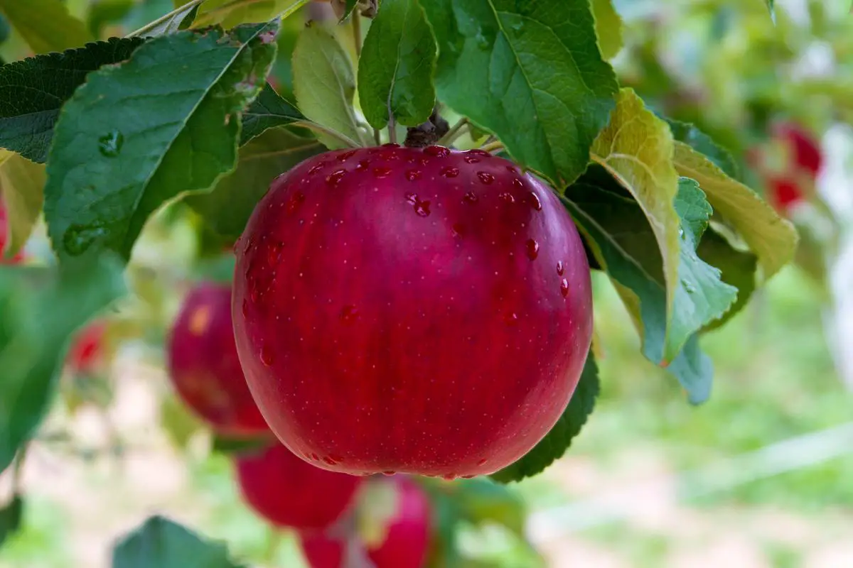 Illustration of the apple tree growth cycle from dormancy to harvest.