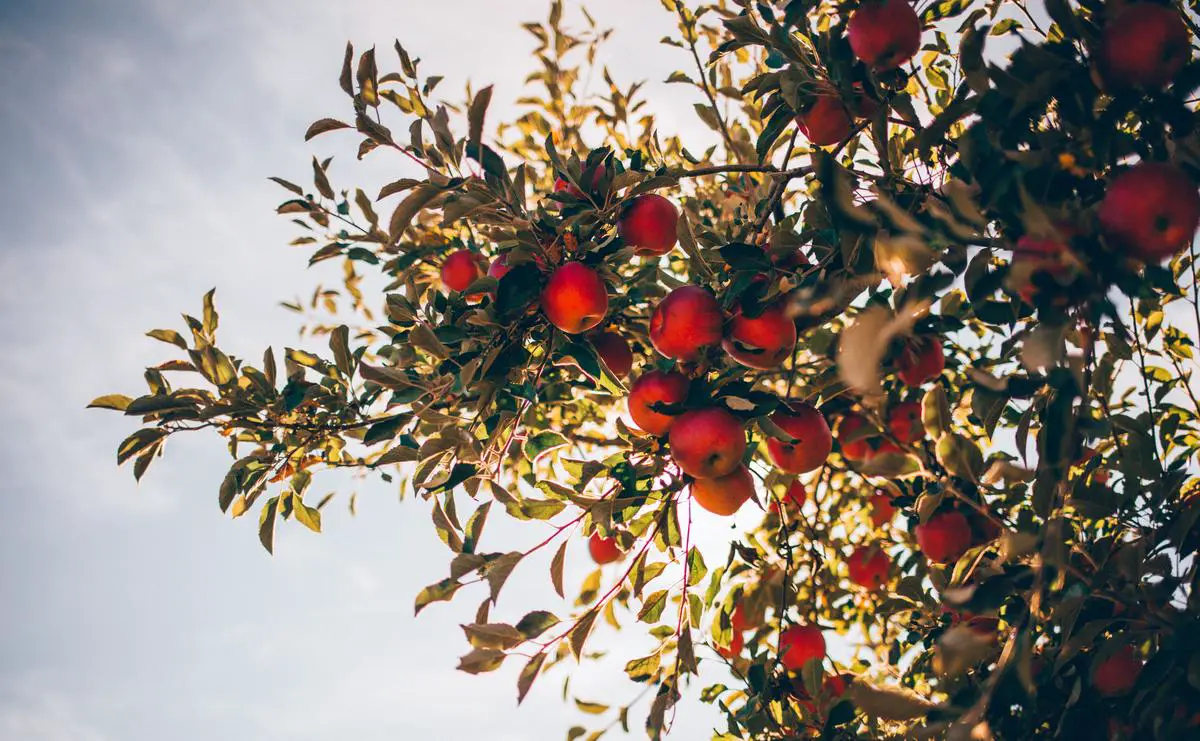 Image of an apple tree showing different growth patterns and stages of development