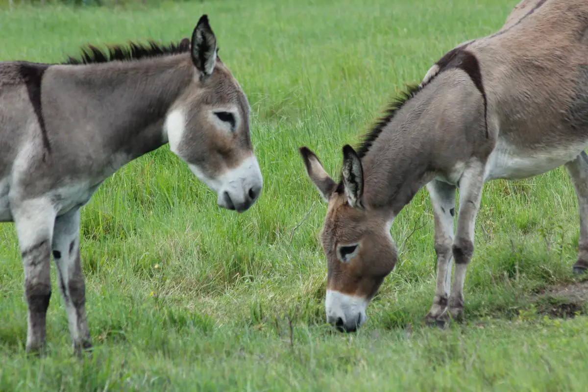 A donkey with its nose up against a person's hand that is holding an apple slice.