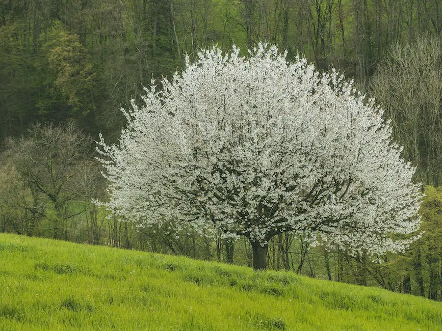 Image depicting a bee pollinating an apple blossom