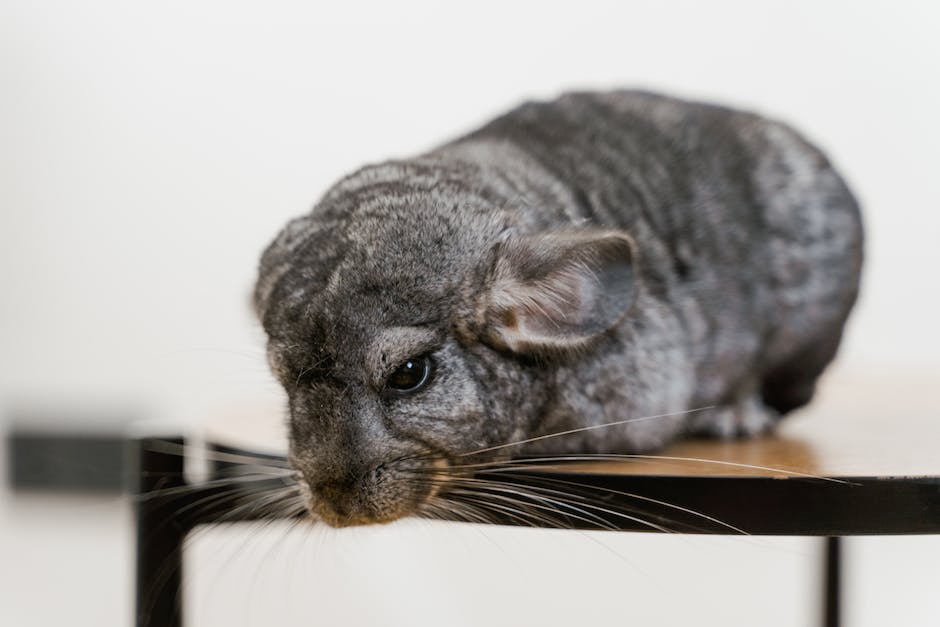 Picture of a chinchilla holding a piece of apple in its teeth and standing next to a pile of chinchilla pellets and hay.