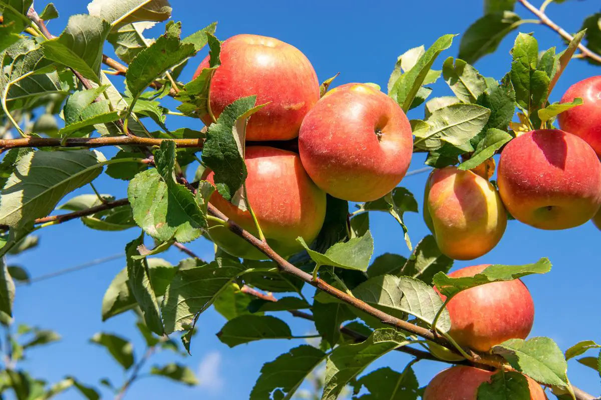 A healthy Colonnade Apple Tree with fully ripe apples on its branches, ready for harvesting.
