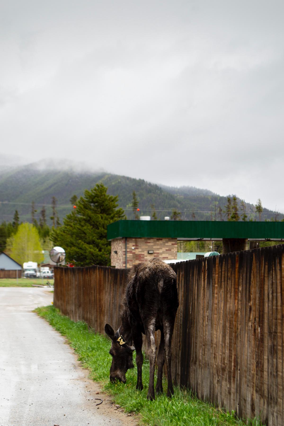 Image of a cow eating an apple from the hands of a farmer with a barn and fields in the background.