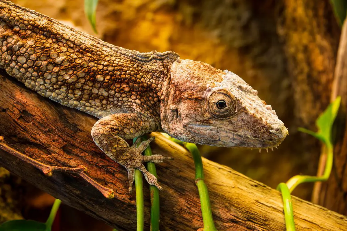 A picture of a small lizard with a unique appearance sitting on a branch in its terrarium.