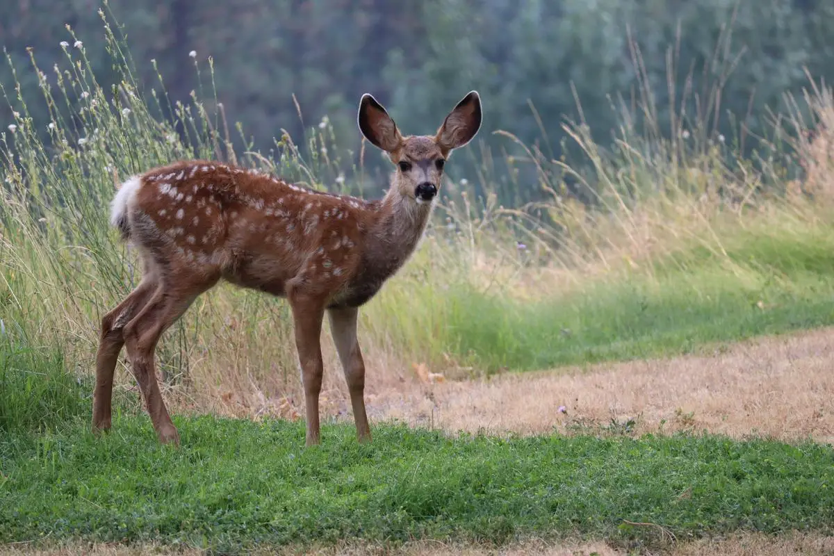 An image of a deer standing up on its hind legs to eat an apple from a tree.