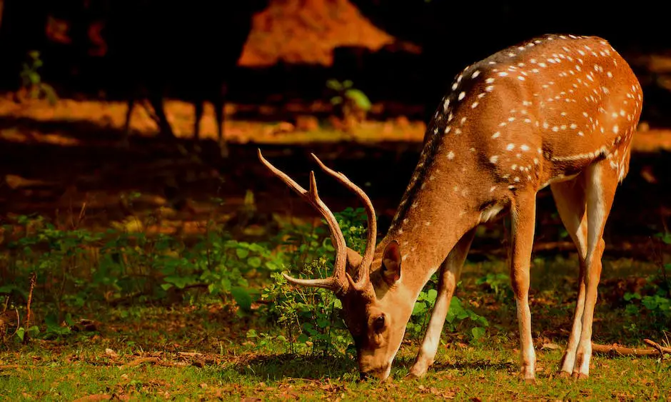 A picture of a deer happily eating an apple from a person's hand.