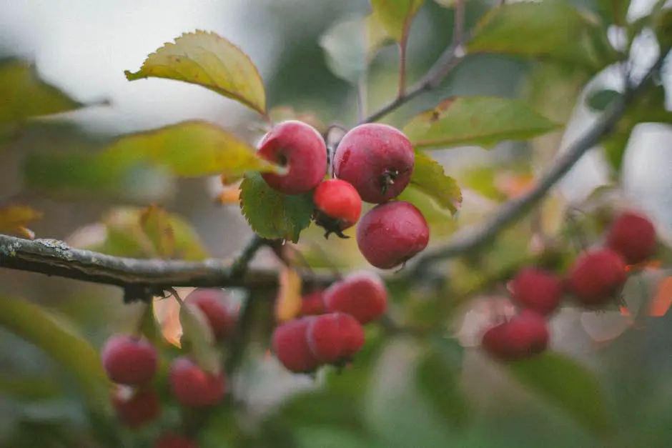 An image of a person picking apples from a tree in an orchard during autumn in Delaware