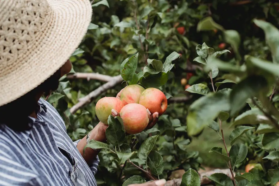 A picture of a person picking apples from a tree in a lush green orchard.