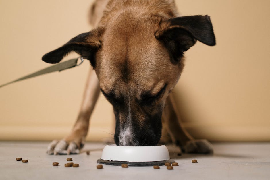 A photo of a dog eating a treat.