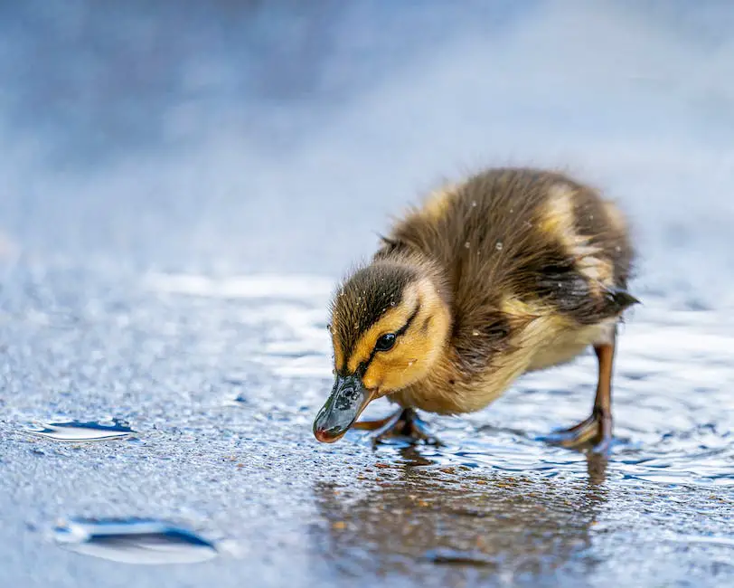 A duck stands in a pond and has little drops of water on its back. It is holding its head underwater and its tail is raised in the air. It appears to be dabbling for food.