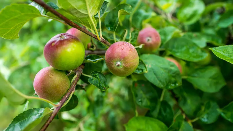 A close-up image of ripe Ein Shemer apples on a wooden table, showcasing their yellow-gold skin and crisp texture.