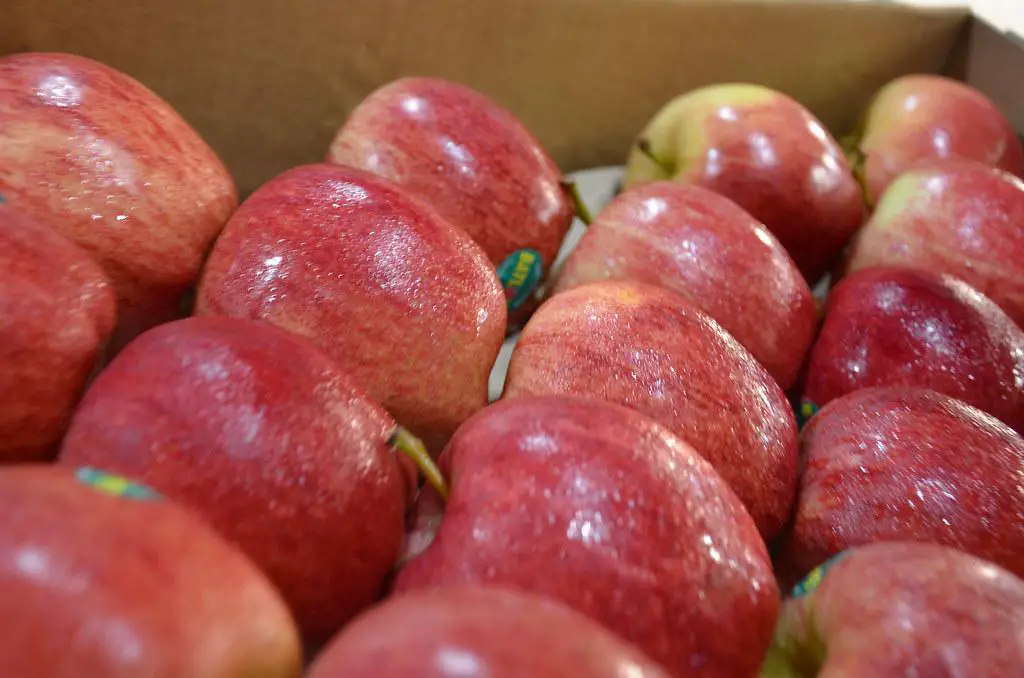 Fresh Gala apples on display in a supermarket months after harvest