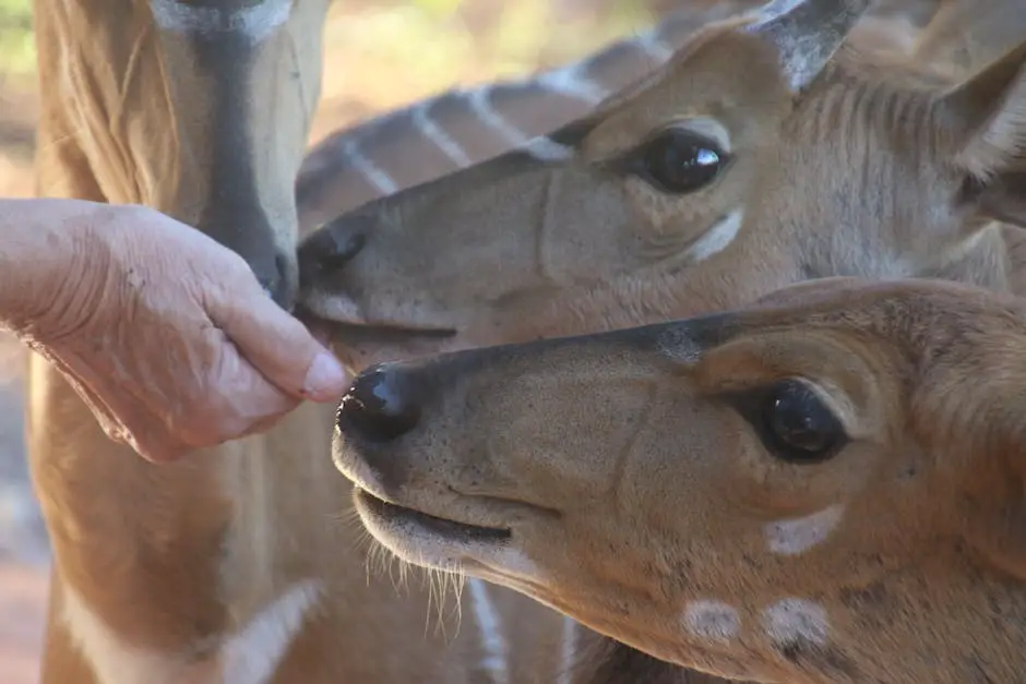 A picture of a deer eating an apple out of the hand of a human.