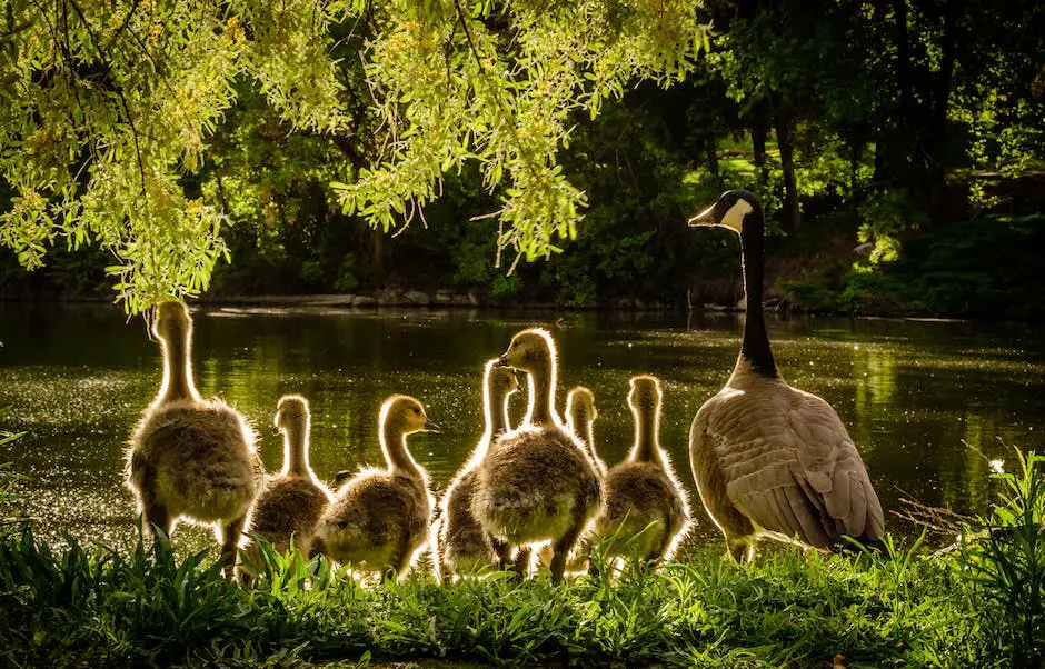 A group of ducks foraging for food on the grass while a human scatters small pieces of apple on the ground near them.