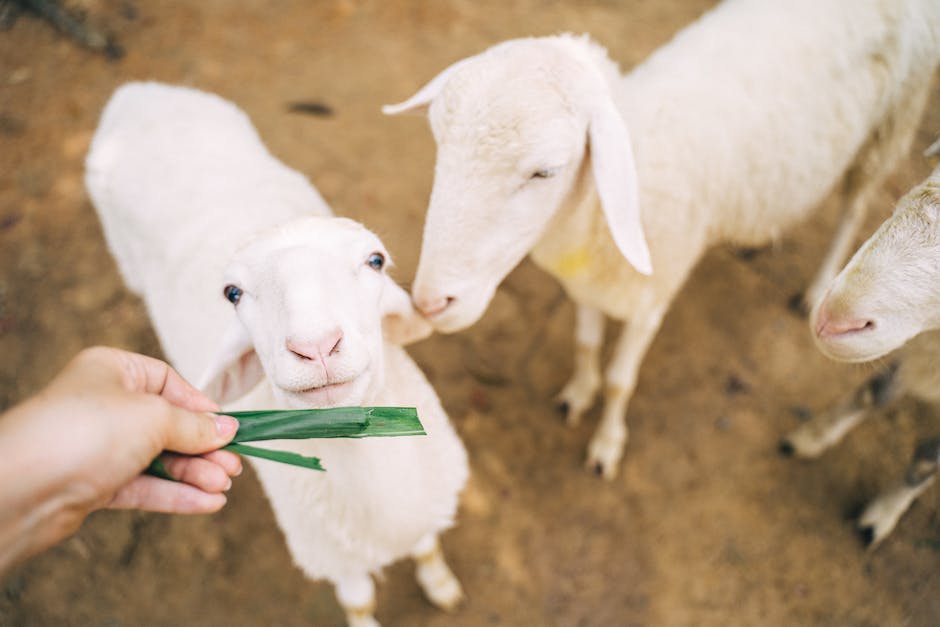 A photo of a sheep eating a slice of apple from the hand of a person.