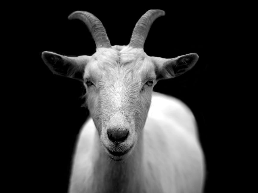 A picture of a goat happily eating some crabs apples from a human hand.