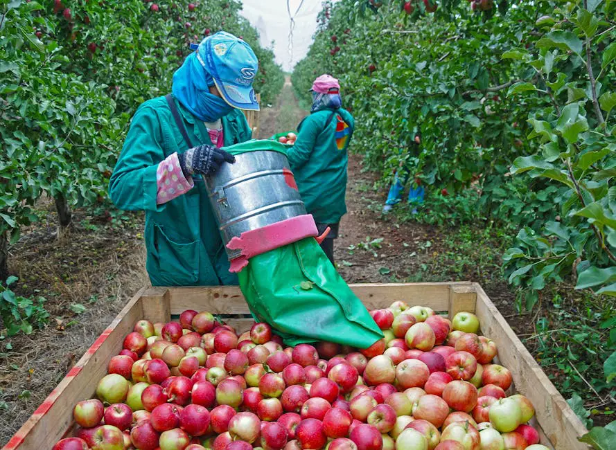 H-2A worker carefully picking apples in an orchard