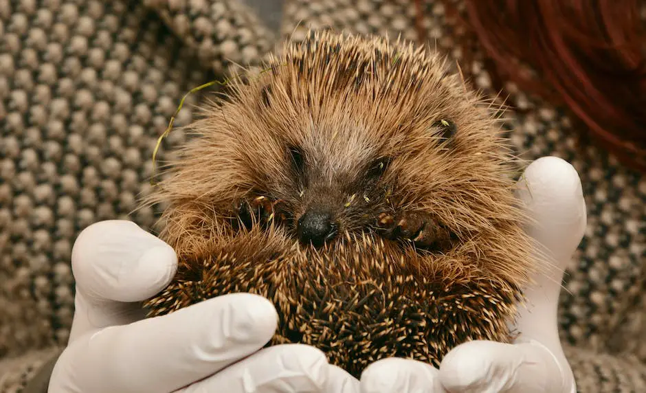 A hedgehog next to an apple, indicating that hedgehogs can eat apples as a treat, but must follow certain precautions.