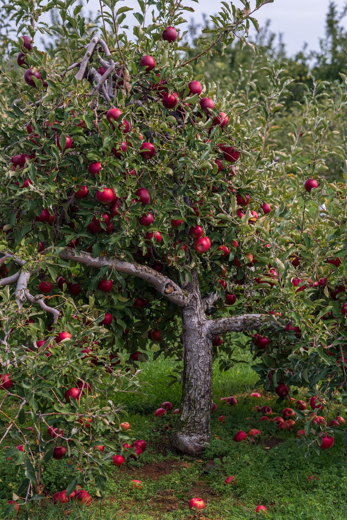 A photo depicting a well-watered and healthy apple tree