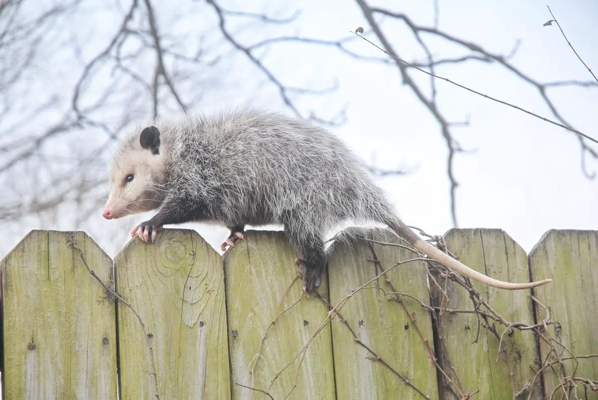 A picture of a possum standing on its hind legs, holding an apple in its front paws and taking a bite.