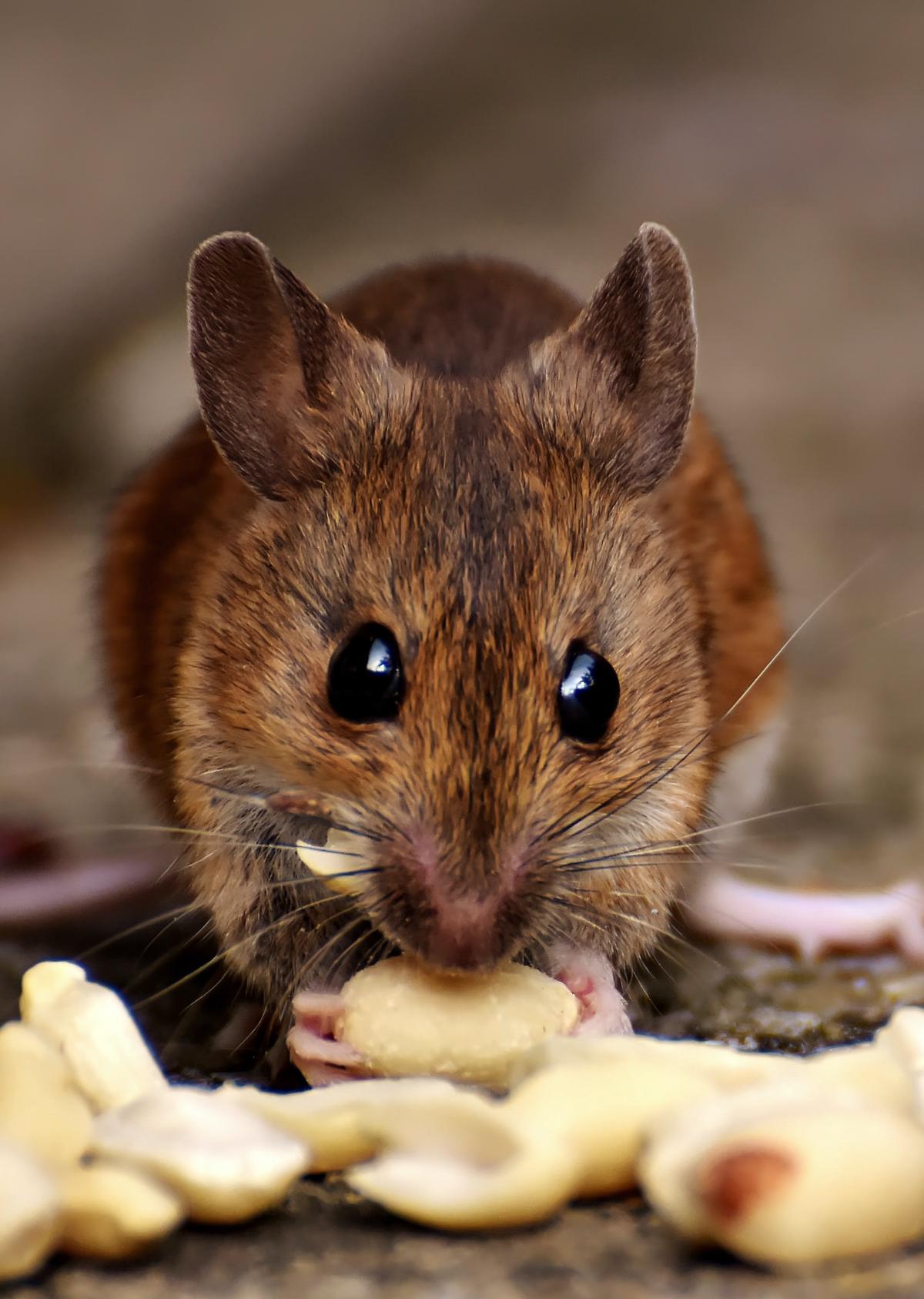 A picture of a rat holding a carrot in its tiny hands with fruits and vegetables organized around it.