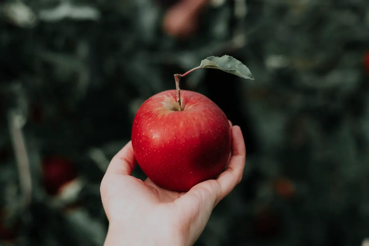 Variety of delicious apple dishes representing the flavors of Rhode Island