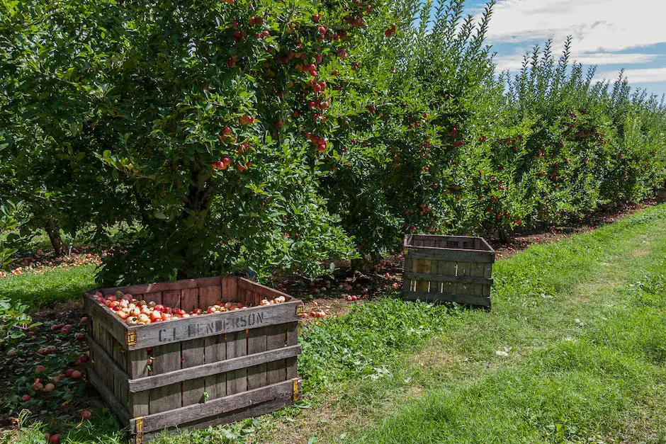 A person standing in an orchard with a basket full of apples smiling towards the camera, with rows and rows of apple trees in the background.