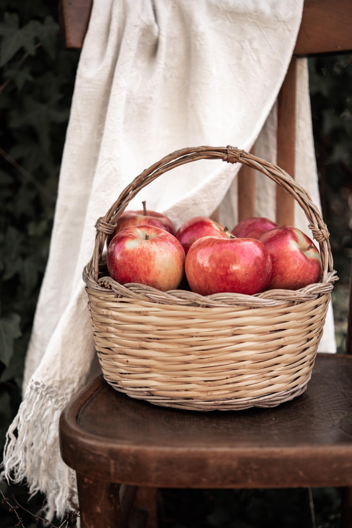 Freshly picked Smitten apples in a basket with leaves