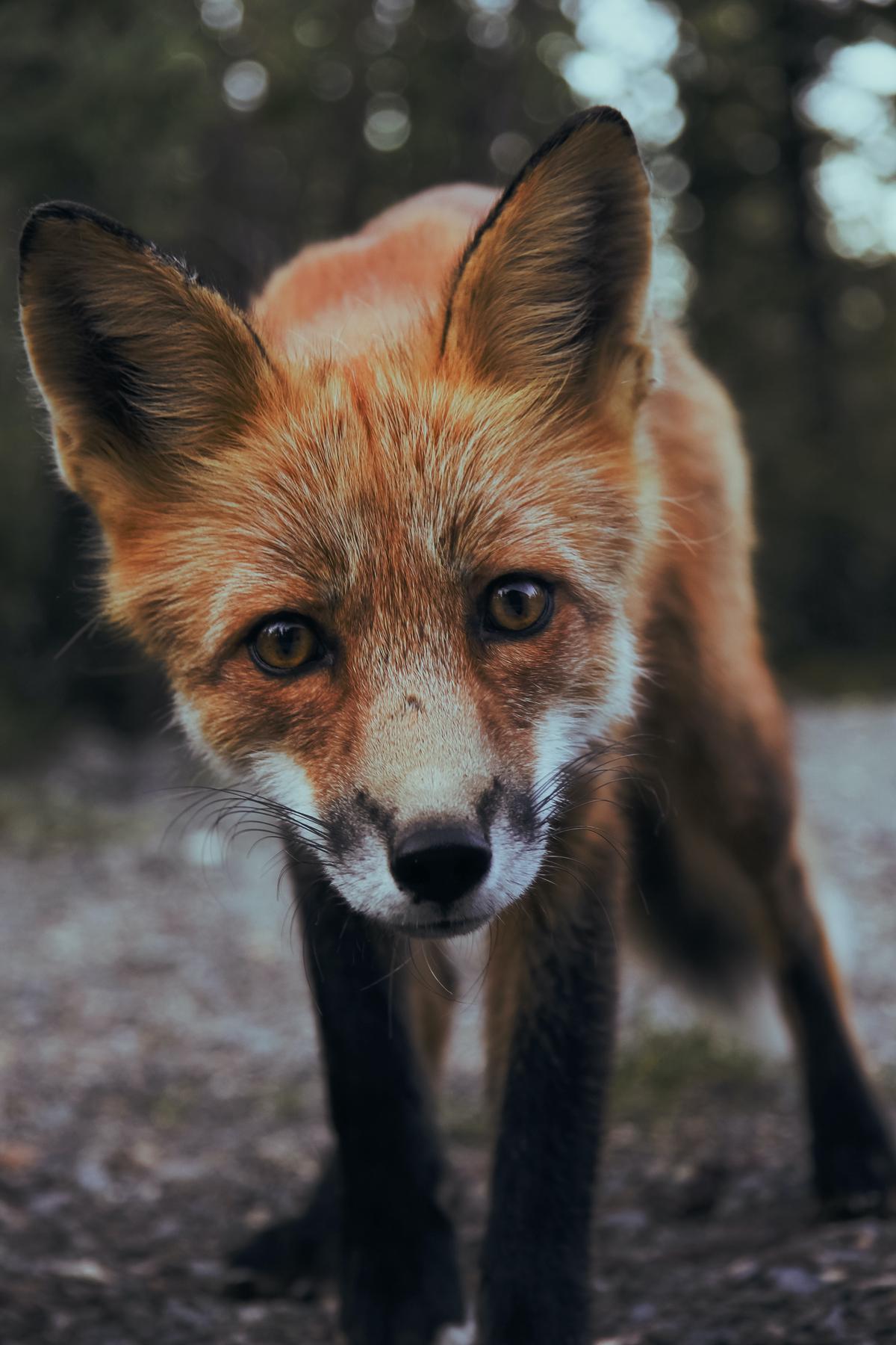 An image of an urban fox eating an apple in a garden. The fox is small, with reddish fur and black markings. It has its front paws on a half-eaten apple, with green leaves and grass visible in the background. The fox looks alert and engaged in eating the apple.